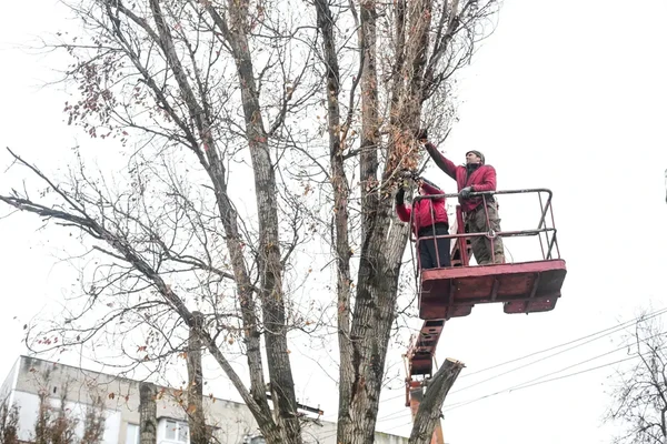 Kimber's Tree Trimming